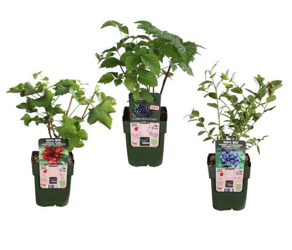 Bio Beeren-Set Kleiner Obstgarten, 3-teilig