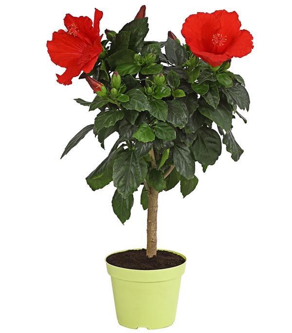 Zimmerhibiskus - Hibiscus rosa-sinensis,