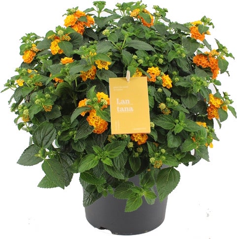 Wisselbloem (Lantana camara 'Simon Orange') D 23 H 50 cm