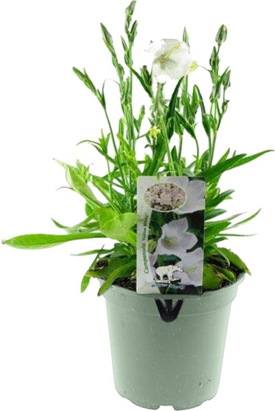 Klokjesbloem (Campanula persicifolia 'Takion White') D 17 H 30 cm