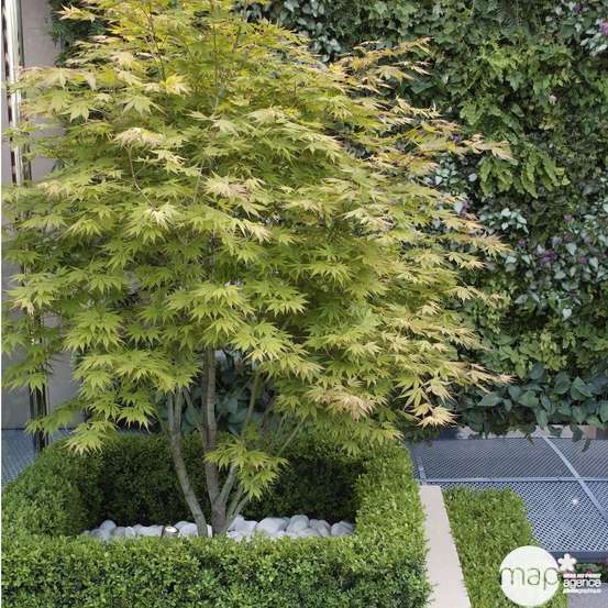 Acer palmatum : ctr 7 L- Variétés variables