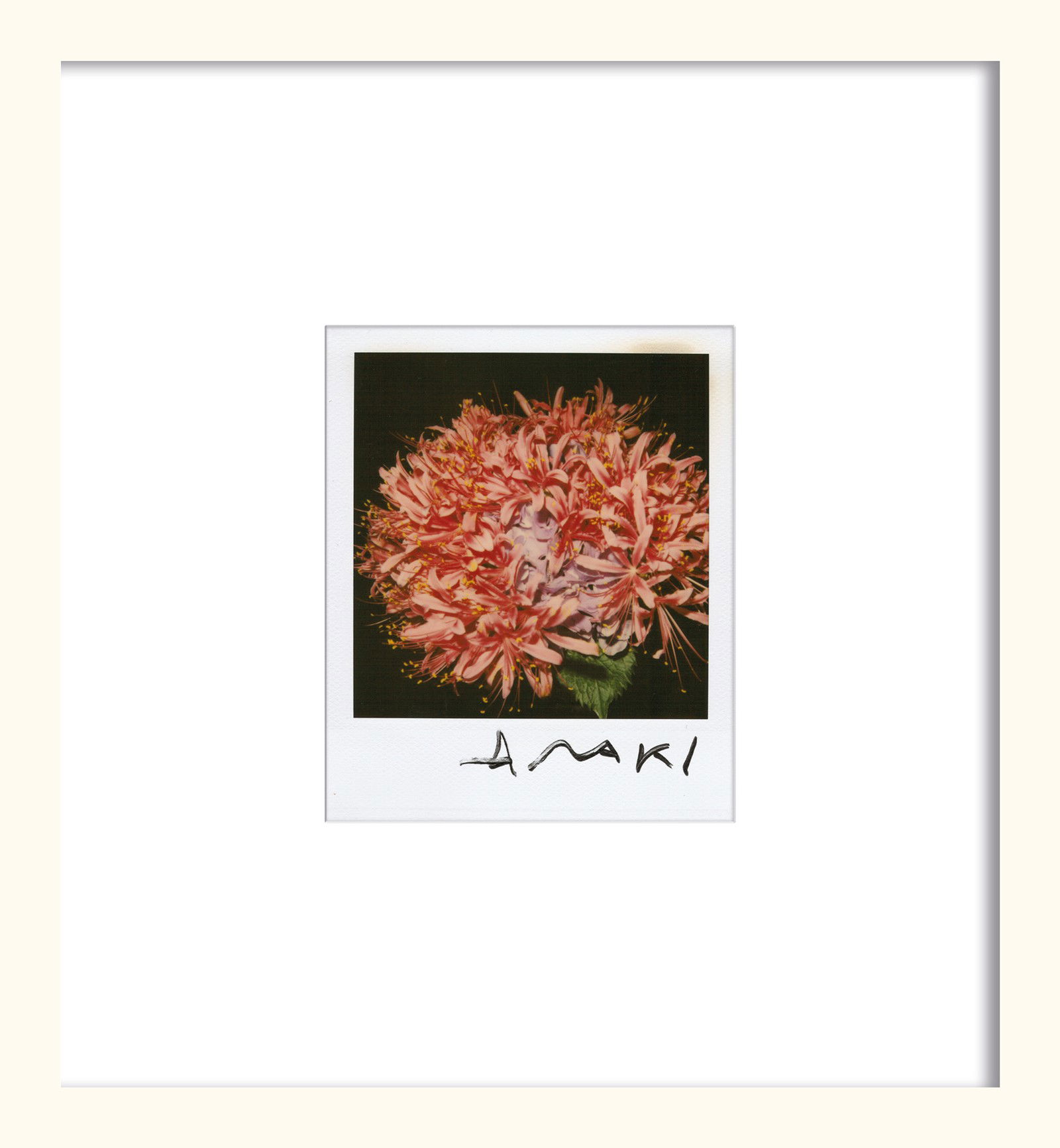 Flower by Nobuyoshi Araki - Unique Artwork