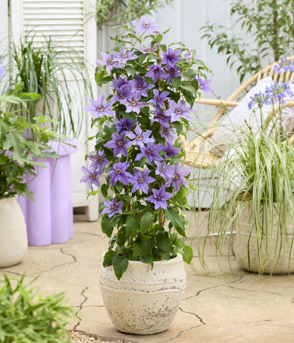 Waldrebe - Clematis 'Tumaini'