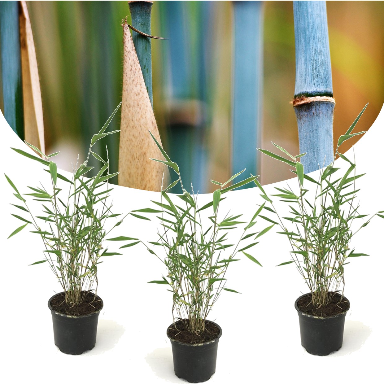 Fargesia grex - lot de 3 bambou bleu - robuste - pot 13cm - hauteur 30-40cm
