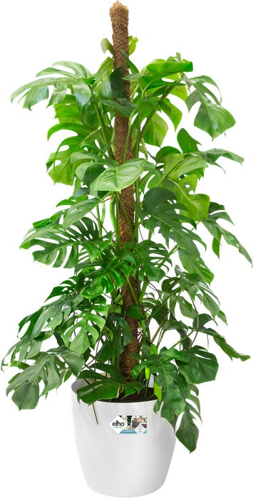 Elho bloempot Brussels wit D 39 H 36,5 cm