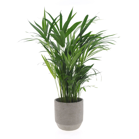 Palmier, Areca Dypsis - pot D.17 cm