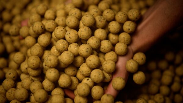 Pack d'Appâts Tactic Carp Instant Maggot Pack