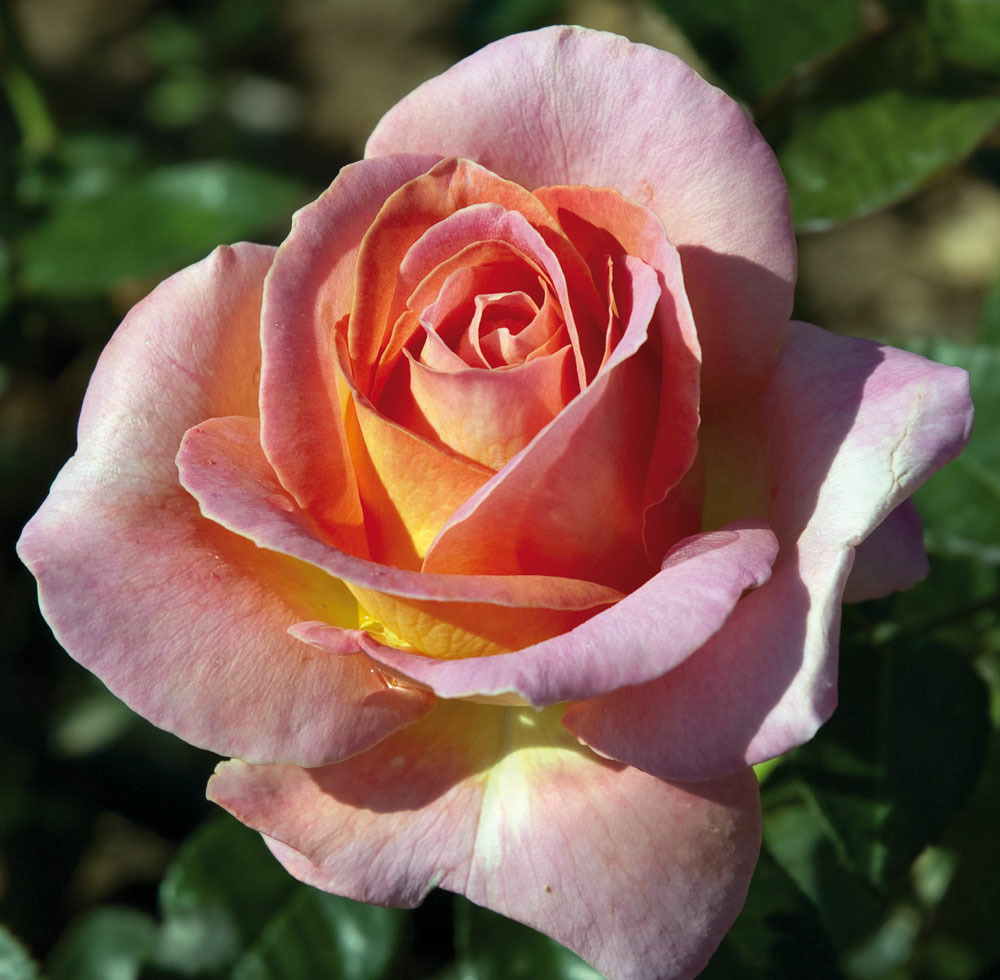 Rosier elle ® meibderos sans motte