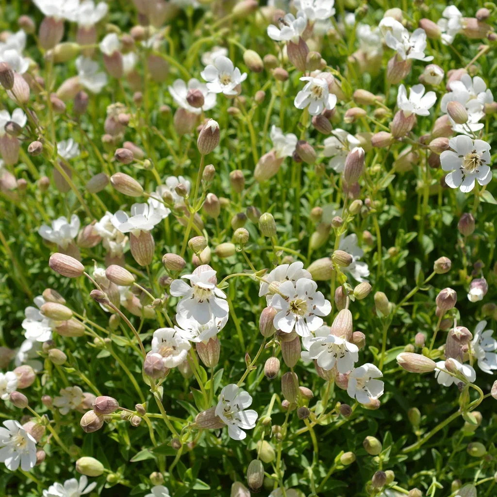 Silene mar. 'Weisskehlchen' Strandsmelle  'Weisskehlchen' Ø11 cm