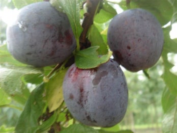 Biologische Pruim (Prunus domestica 'Opal') D 26 H 150 cm