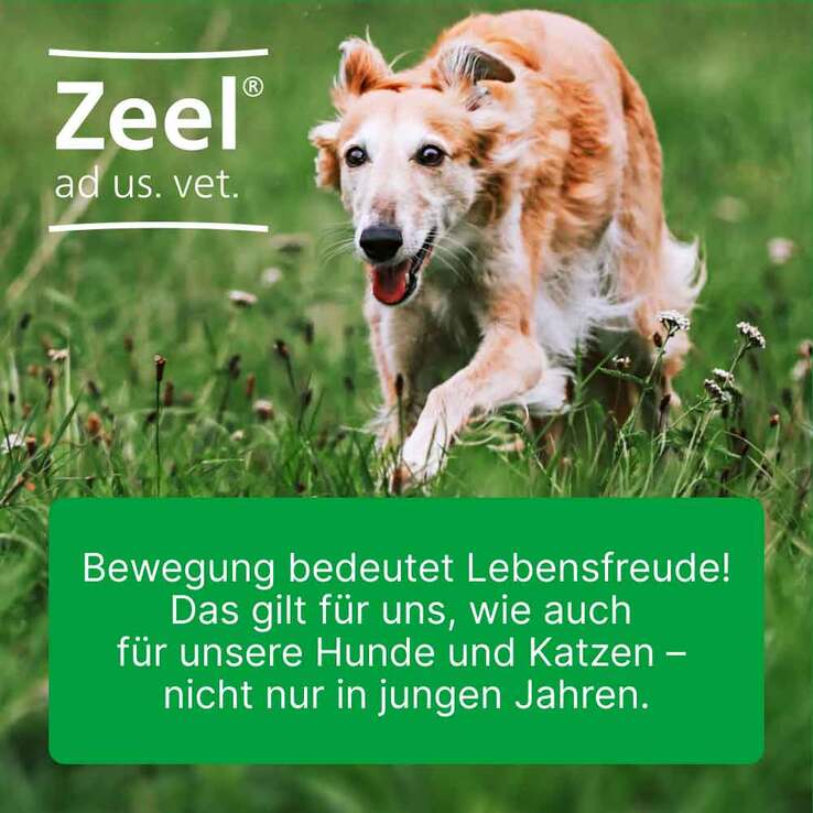 Zeel ad us. vet. Tabletten, 100 St