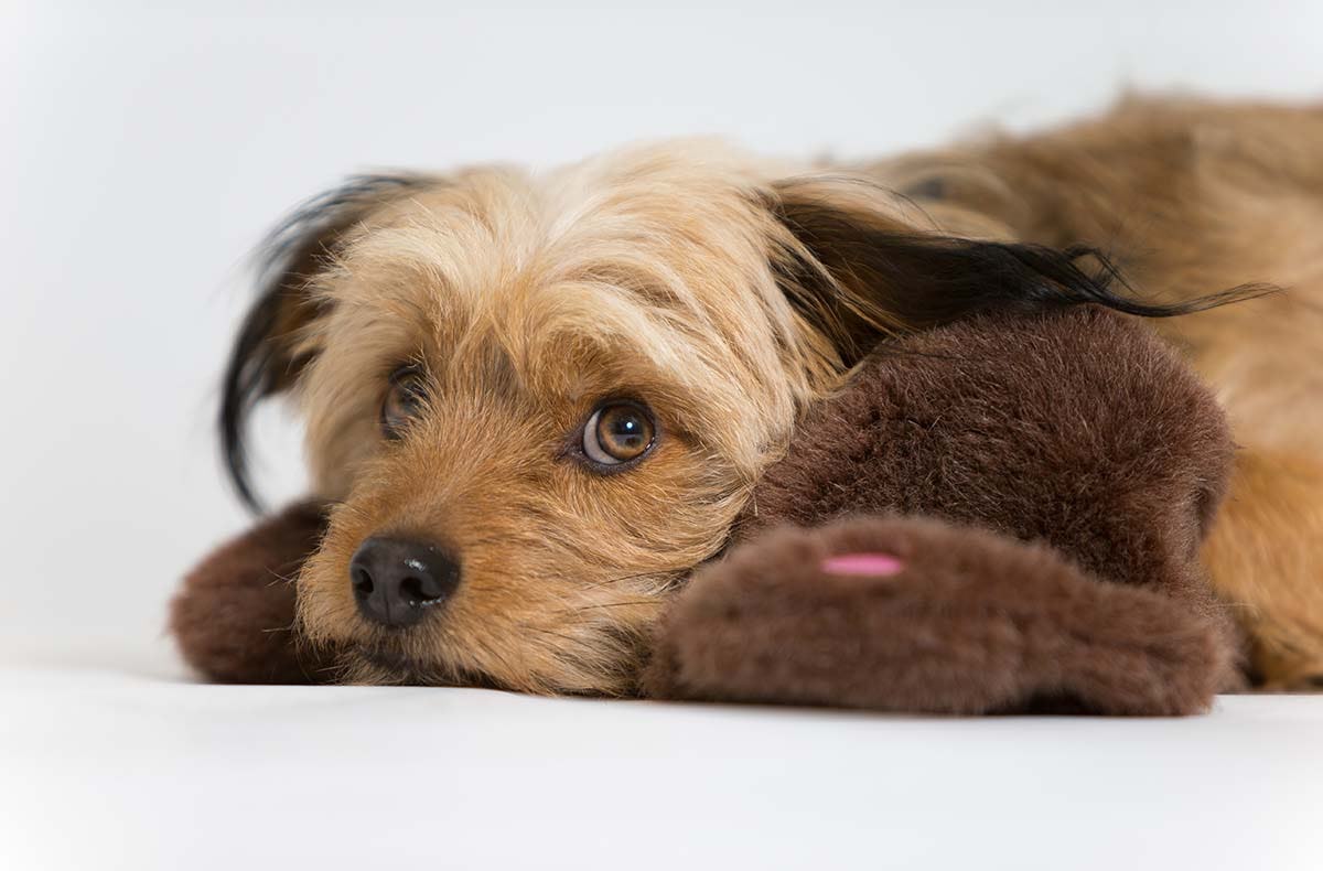 Hunde Fotoshooting Augsburg