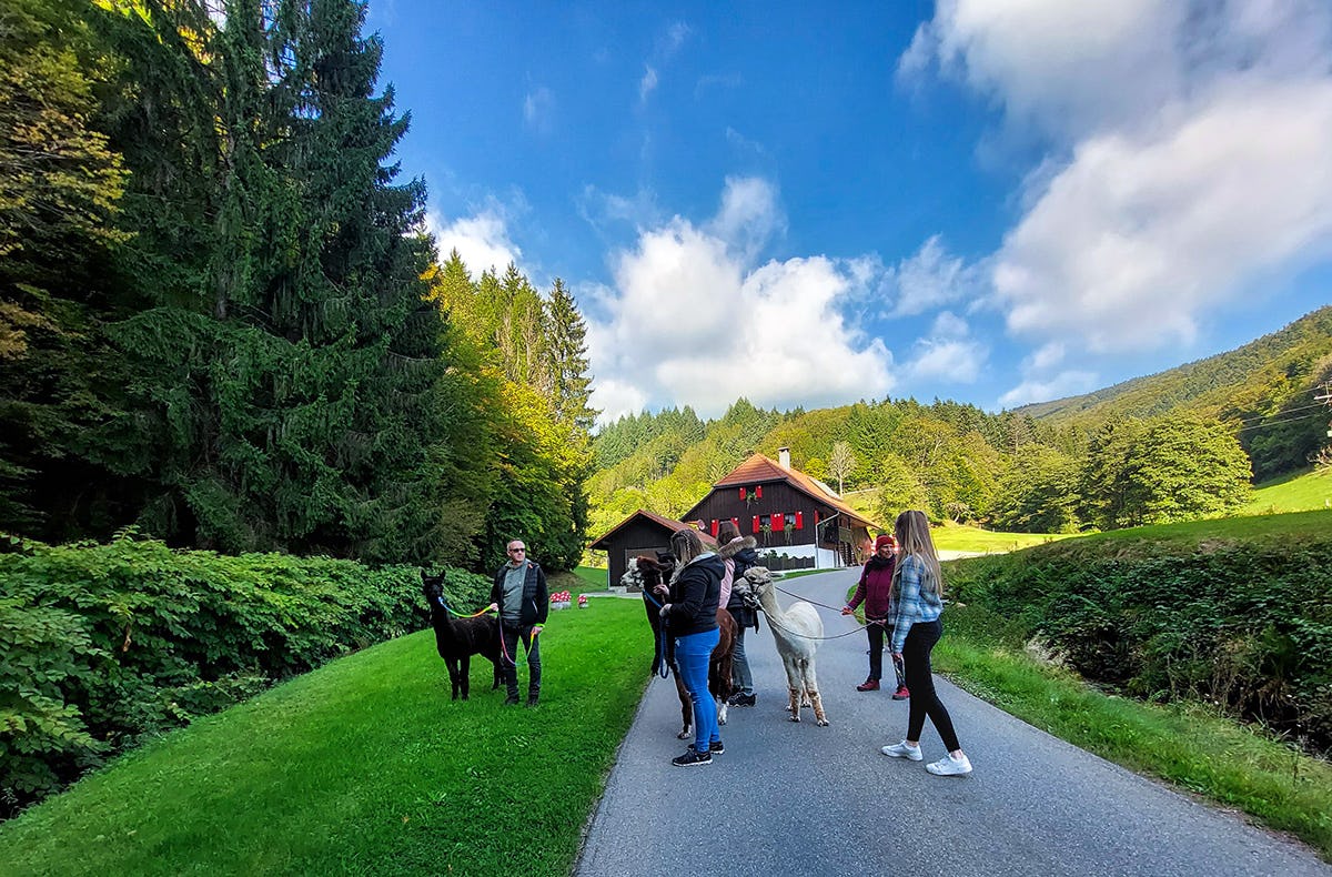 Alpaka Wanderung Kleines Wiesental