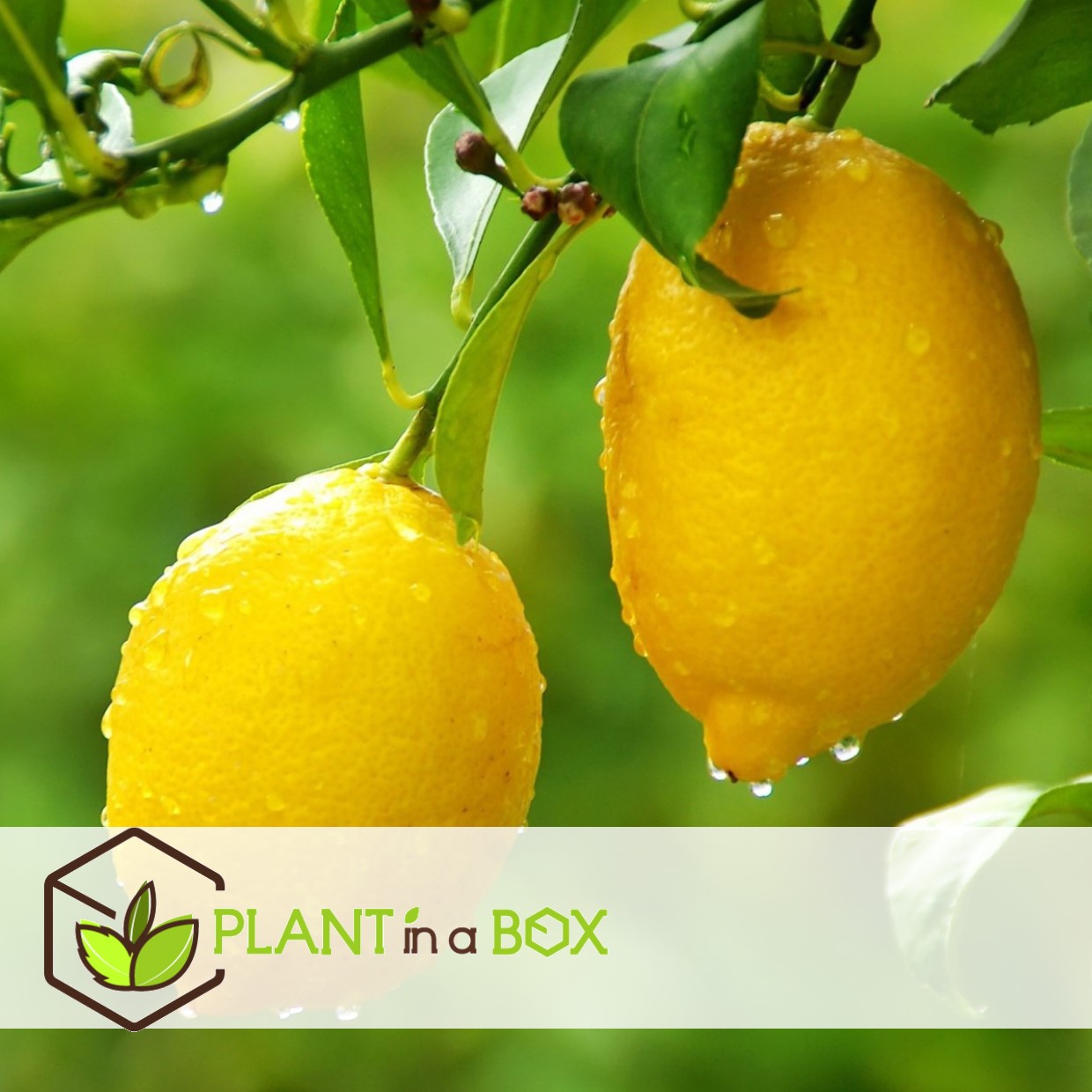 Citrus limon - citronnier - set de 2 - pot 19cm - hauteur 60-70cm