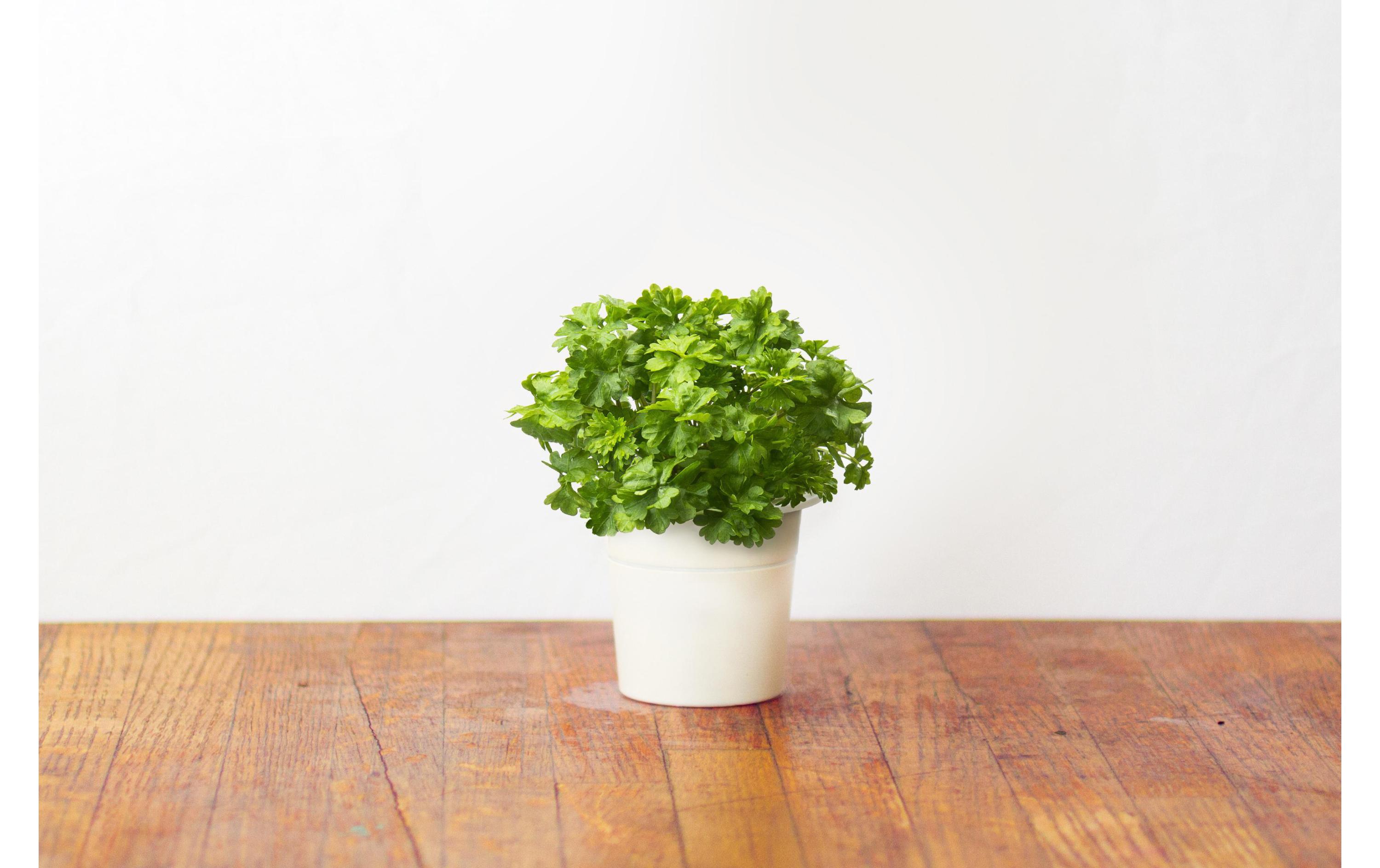 Samen PetersilieNachfüllpackung zum Smart Herb Garden