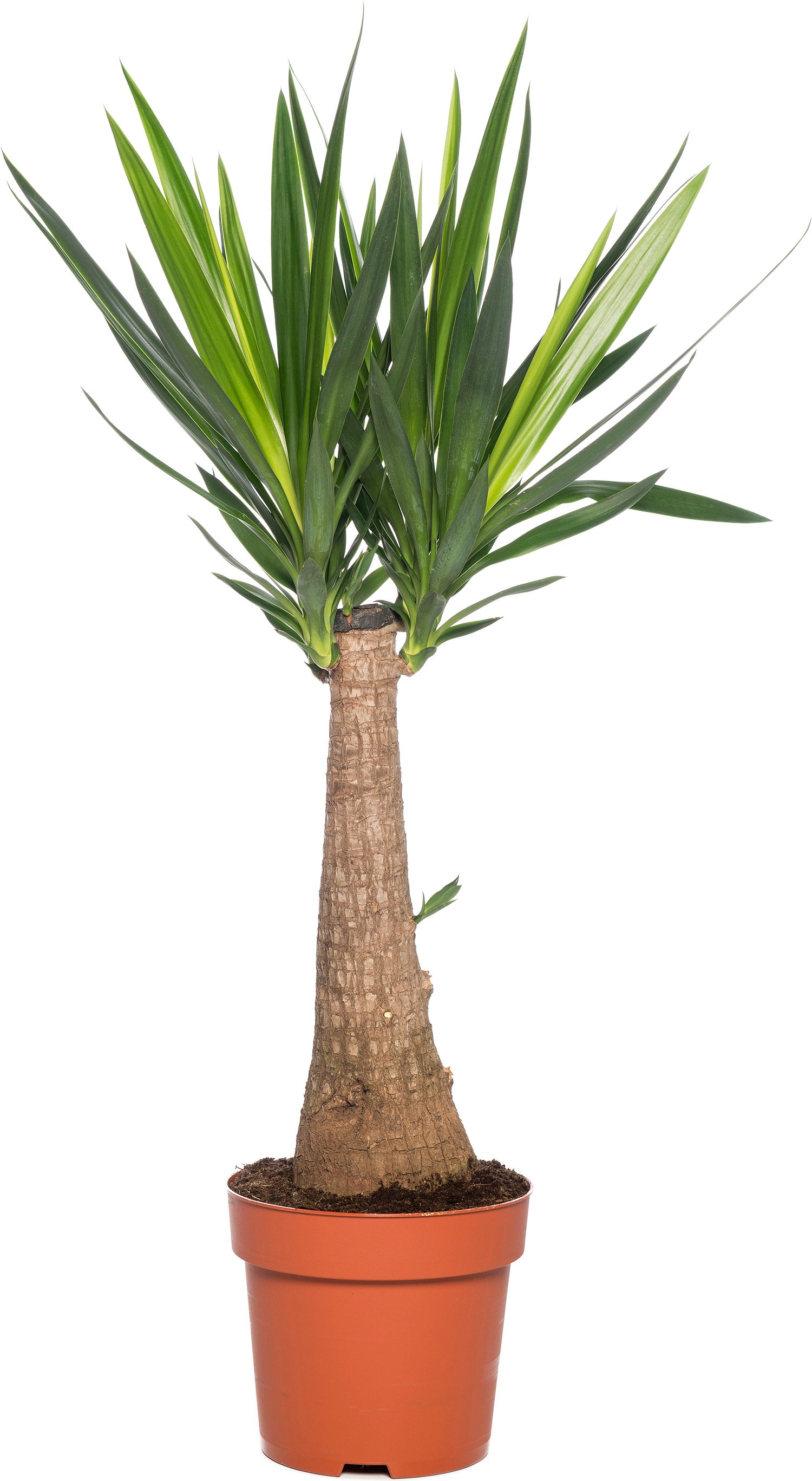 Yucca (Yucca 'Maya Tree') D 27 H 115 cm