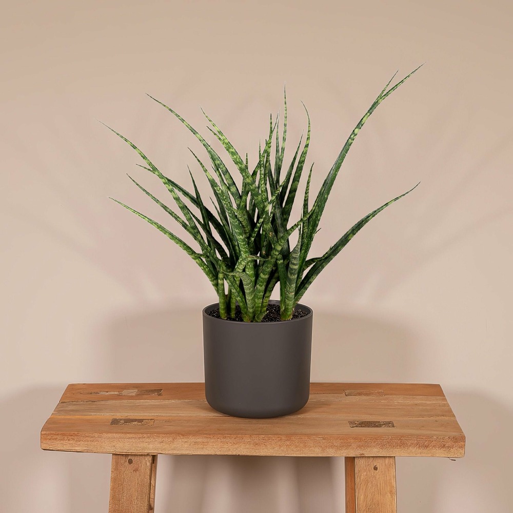 Plante d'intérieur - sansevieria fernwood punk h30cm 30cm