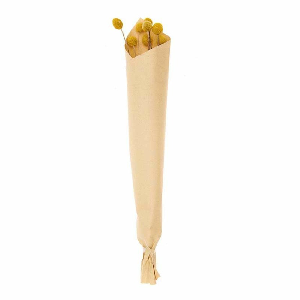 Craspedias séchés - 58cm