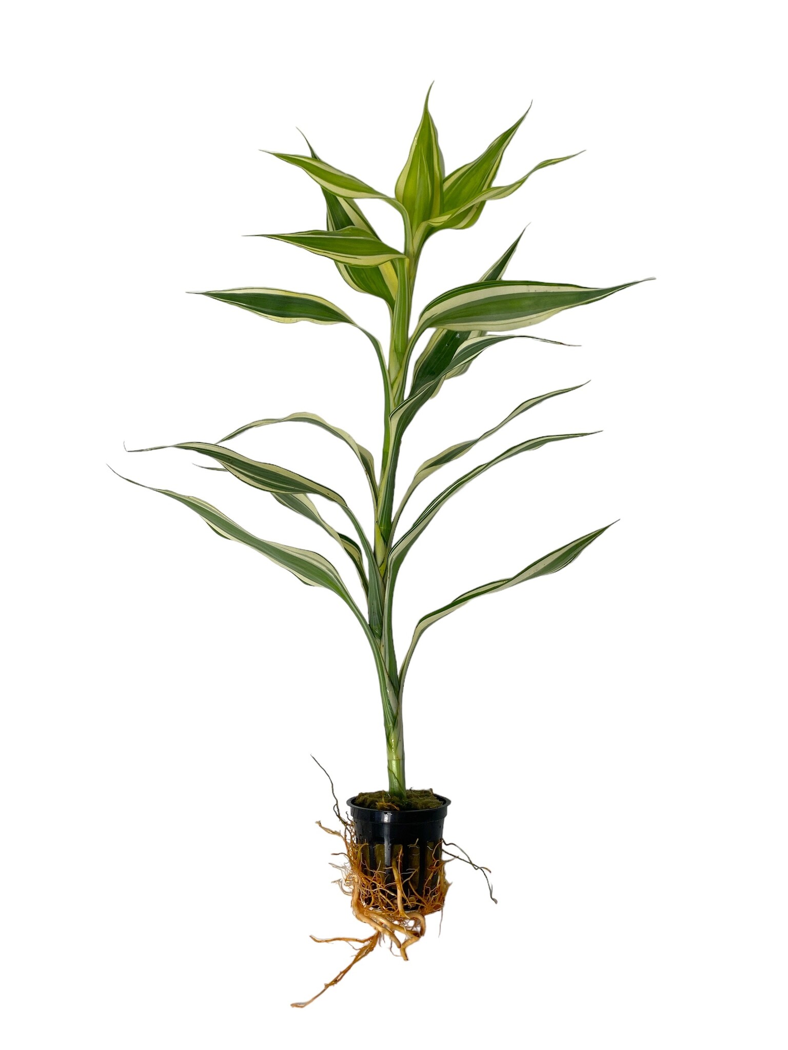 Waterplant Dracaena Sanderiana