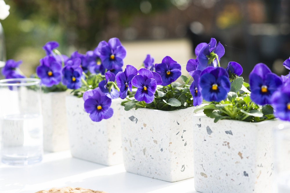 Plant de viola cornuta pot 10,5 cm