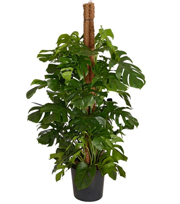 Fensterblatt - Monstera deliciosa am Moosstab