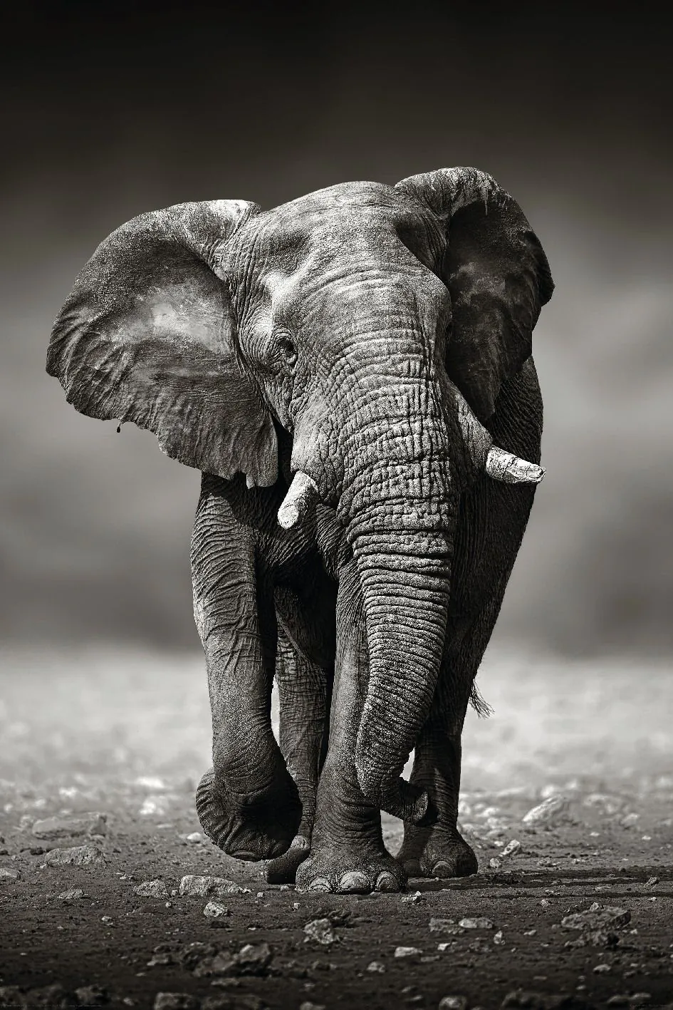 Poster Elephant Walking, 61 x 91 cm