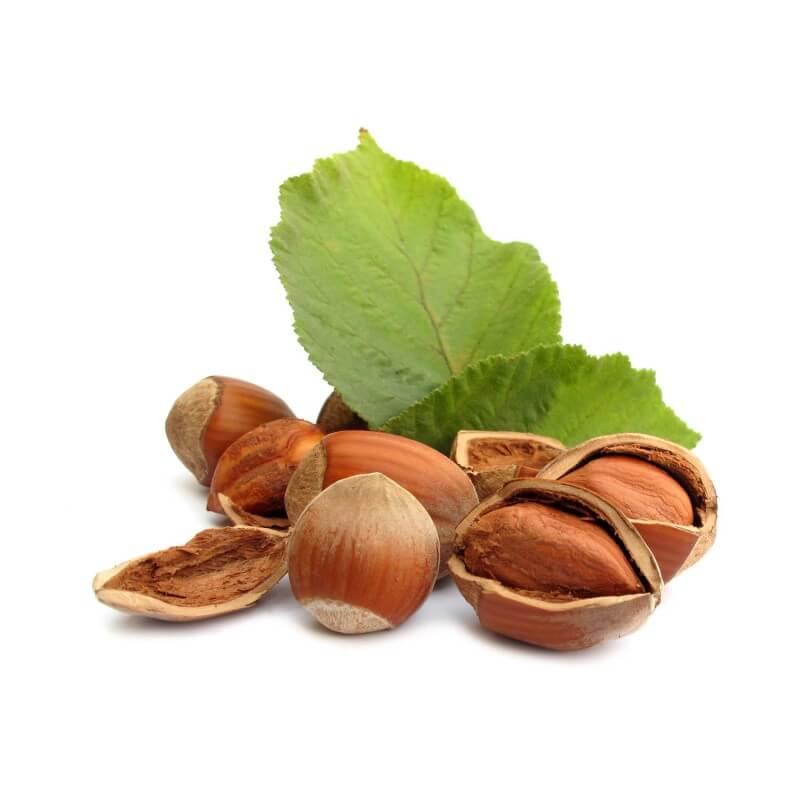 Noisetier commun ou coudrier (corylus avellana) - godet - taille 20/40cm