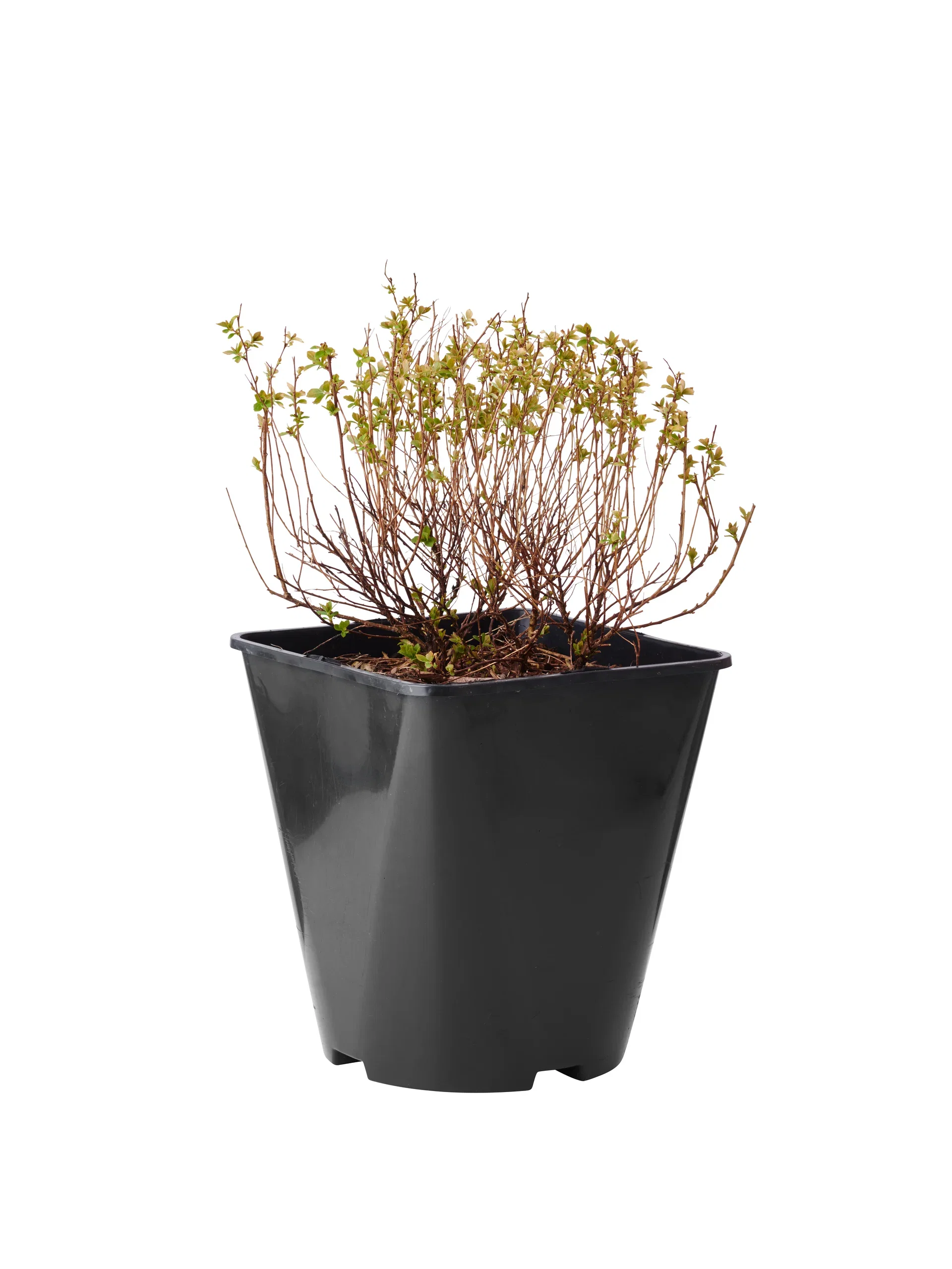 Spiraea japonica 'Little Princess' Japanspirea 'Little Princess' Ø22 cm