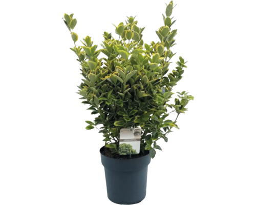Bonte kardinaalsmuts FloraSelf Euonymus japonicus 'Aureomarginatus' H 50-60 cm Co 10 L bossig