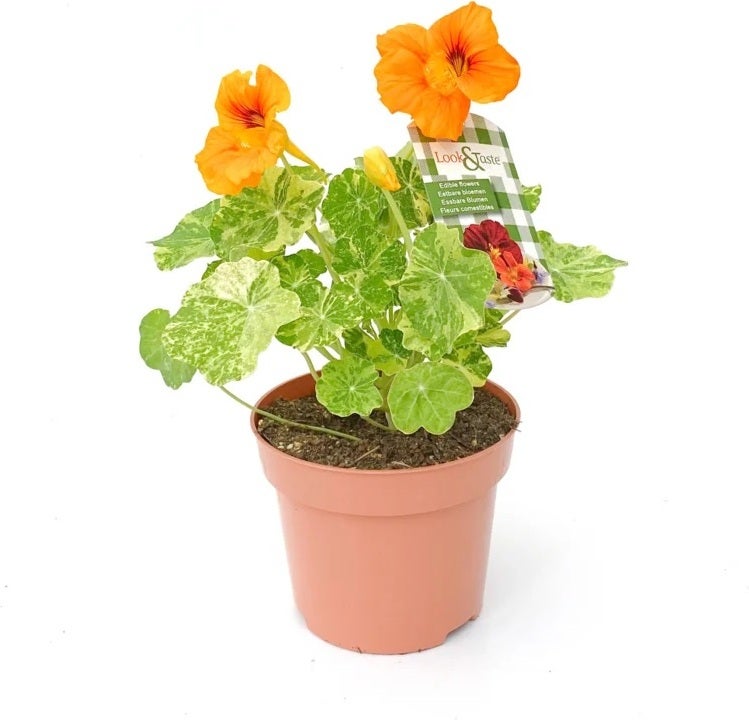 Oost-indische kers (Tropaeolum) D 12 H 22 cm