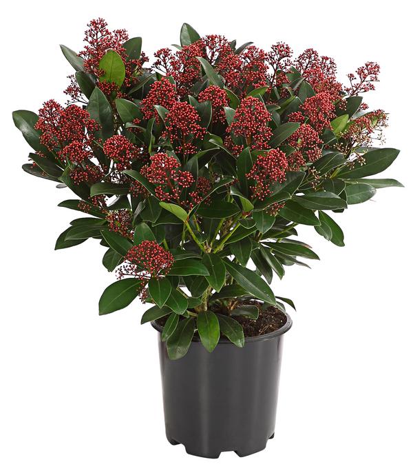 Blütenskimmie 'Rubella'