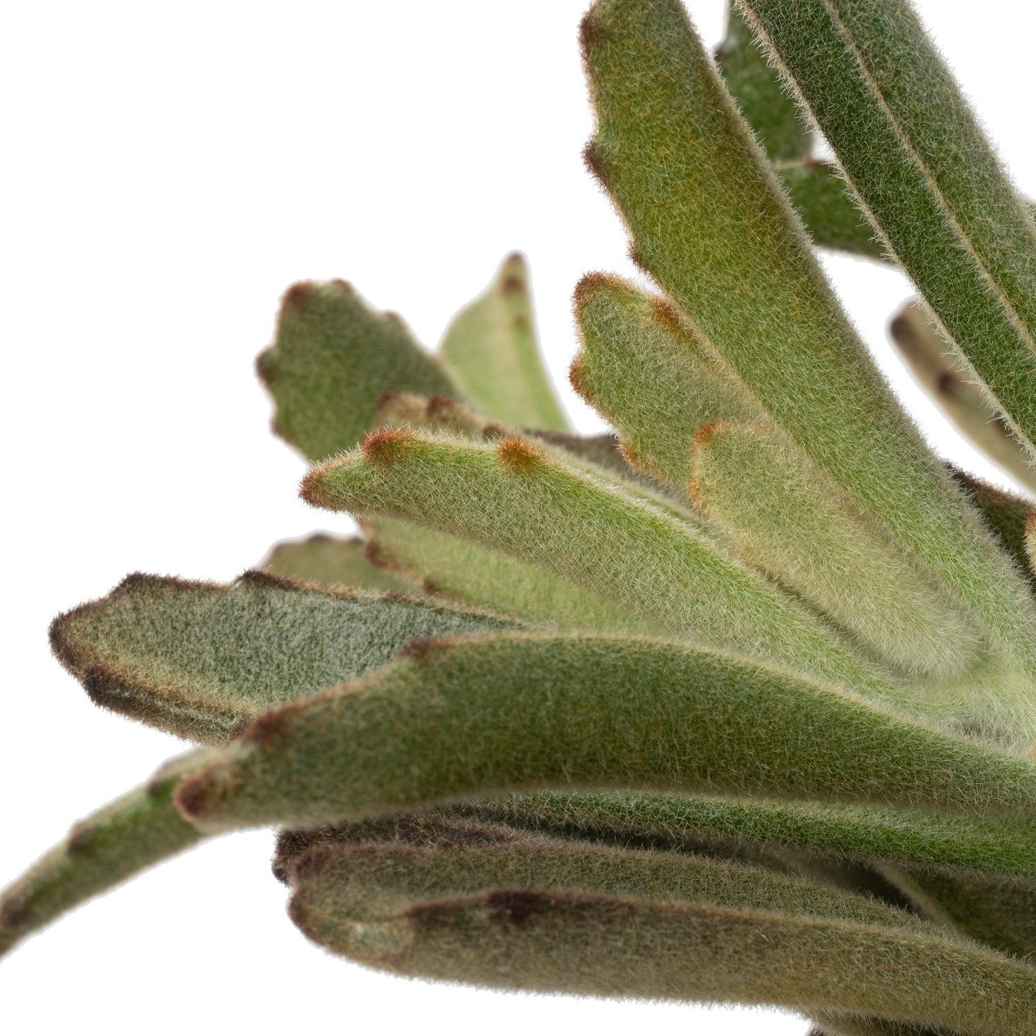 Biologische Pandaplant (Kalanchoe tomentosa) D 11 H 15 cm