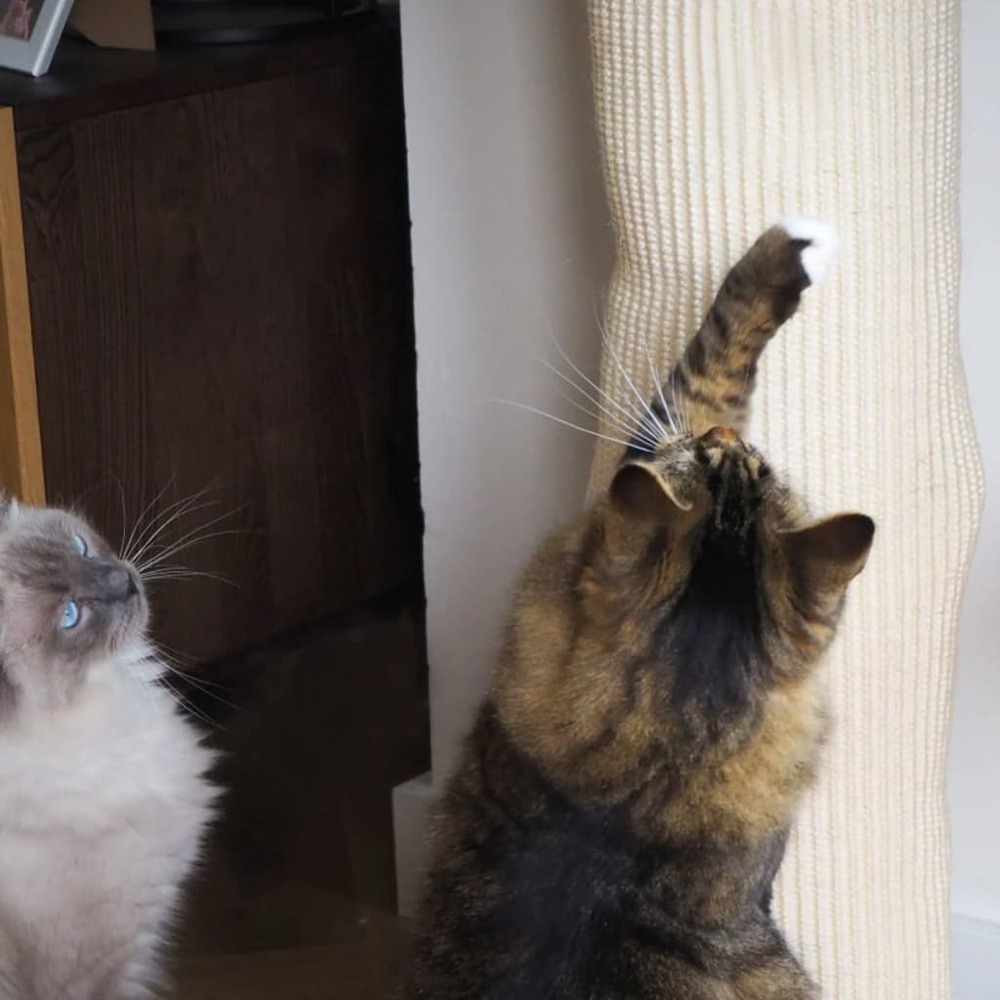 Sac d'escalade pour chat sisal 180 cm