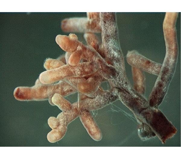 Mykorrhiza Granulat, 60 g