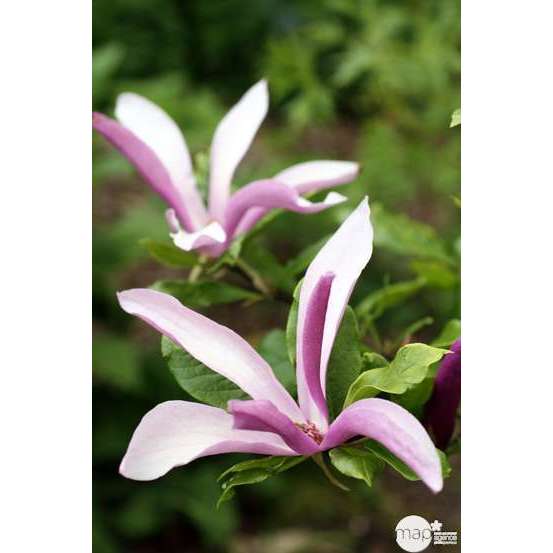 Magnolia x Susan : conteneur rond carré de 5 L