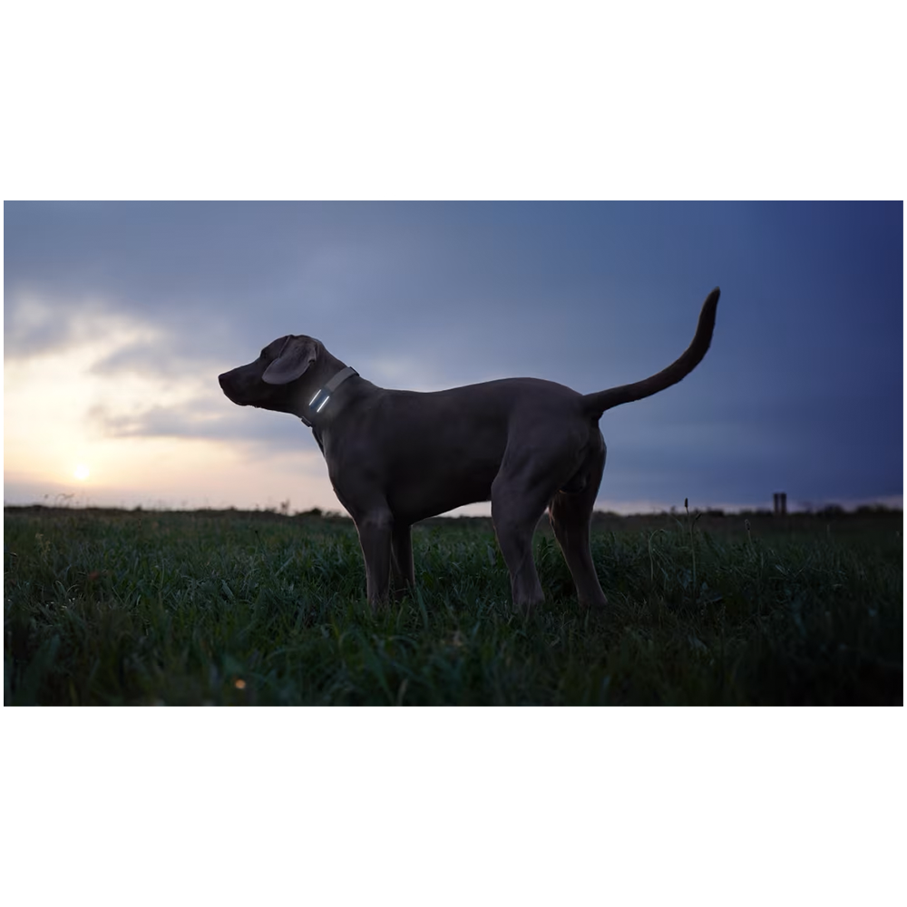 GPS DOG 6 Pet Tracker für Hunde mit Live Ortung und Aktivitäts Tracking iOS/Android (TRDOG6BK) - Schwarz