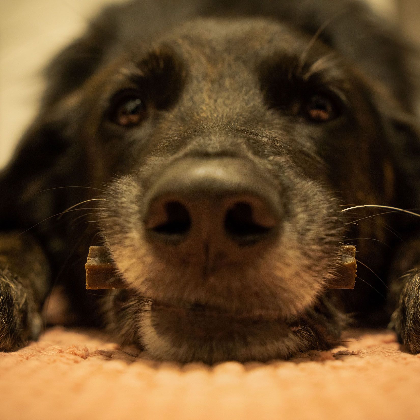 Bellfor Dental Sticks natürliche Zahnreinigung für Hunde