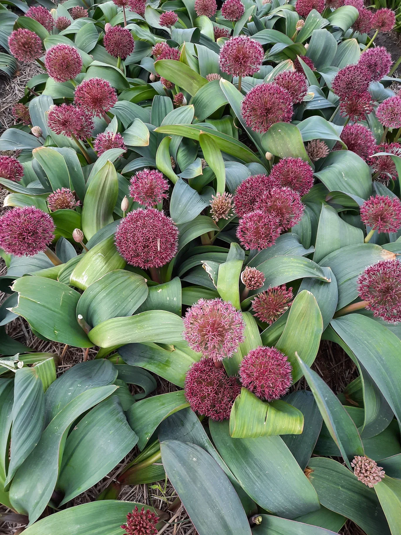 Allium karataviense 'Red Giant' Kuleløk 'Red Giant'