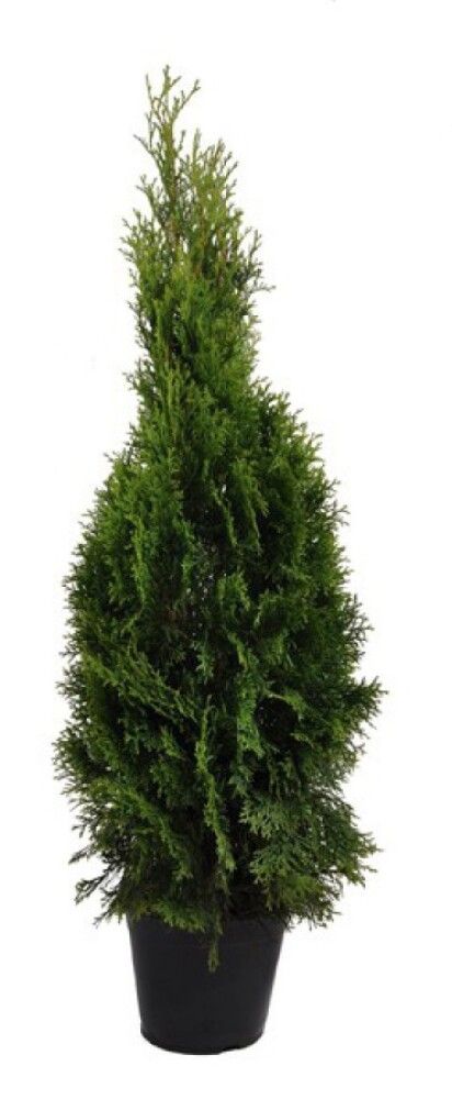 THUJA SMARAGD 60-80CM I POTTE