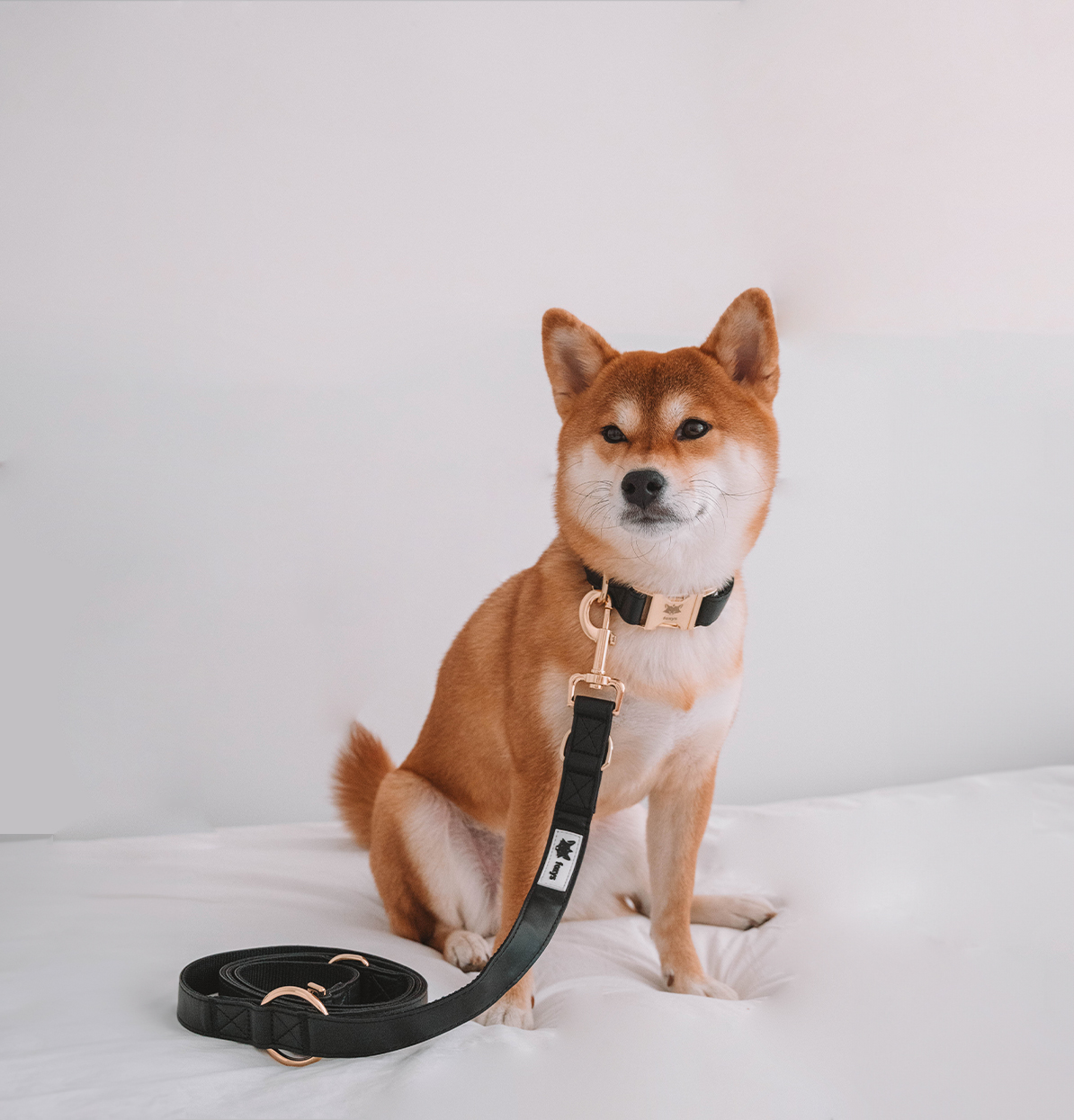 Kit de coleira e guia preta para cães CITYFOX™