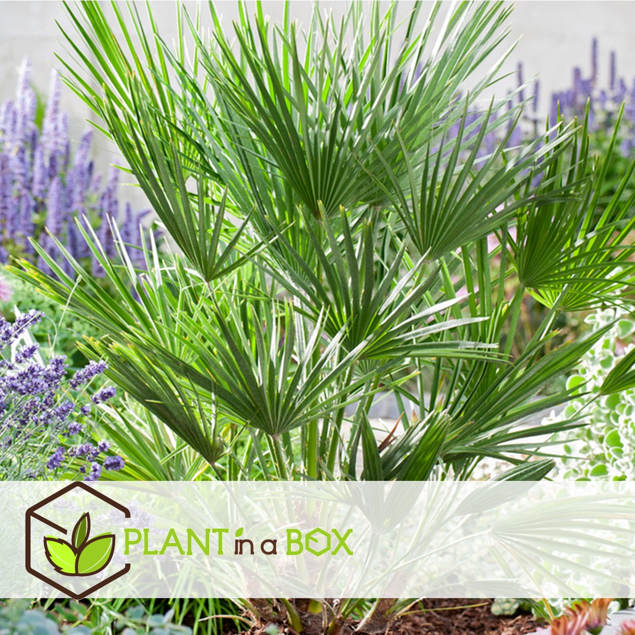 Chamaerops humilis - palmier nain européen - pot 15cm - hauteur 50-60cm
