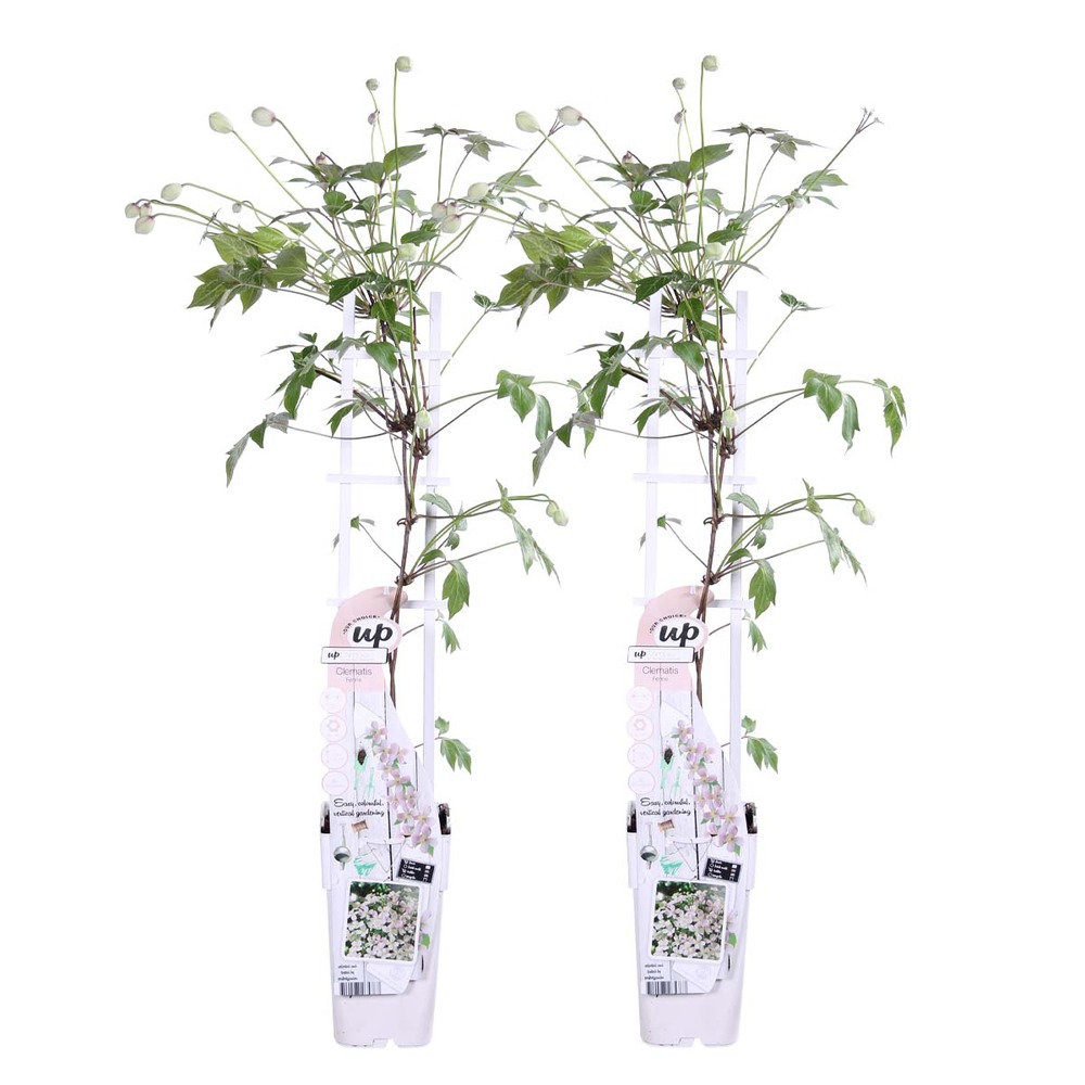 2x clematis montana 'fenne' - liane forestière - plante grimpante - facile d'entretien – ⌀ 15 cm - ↕60-70 cm