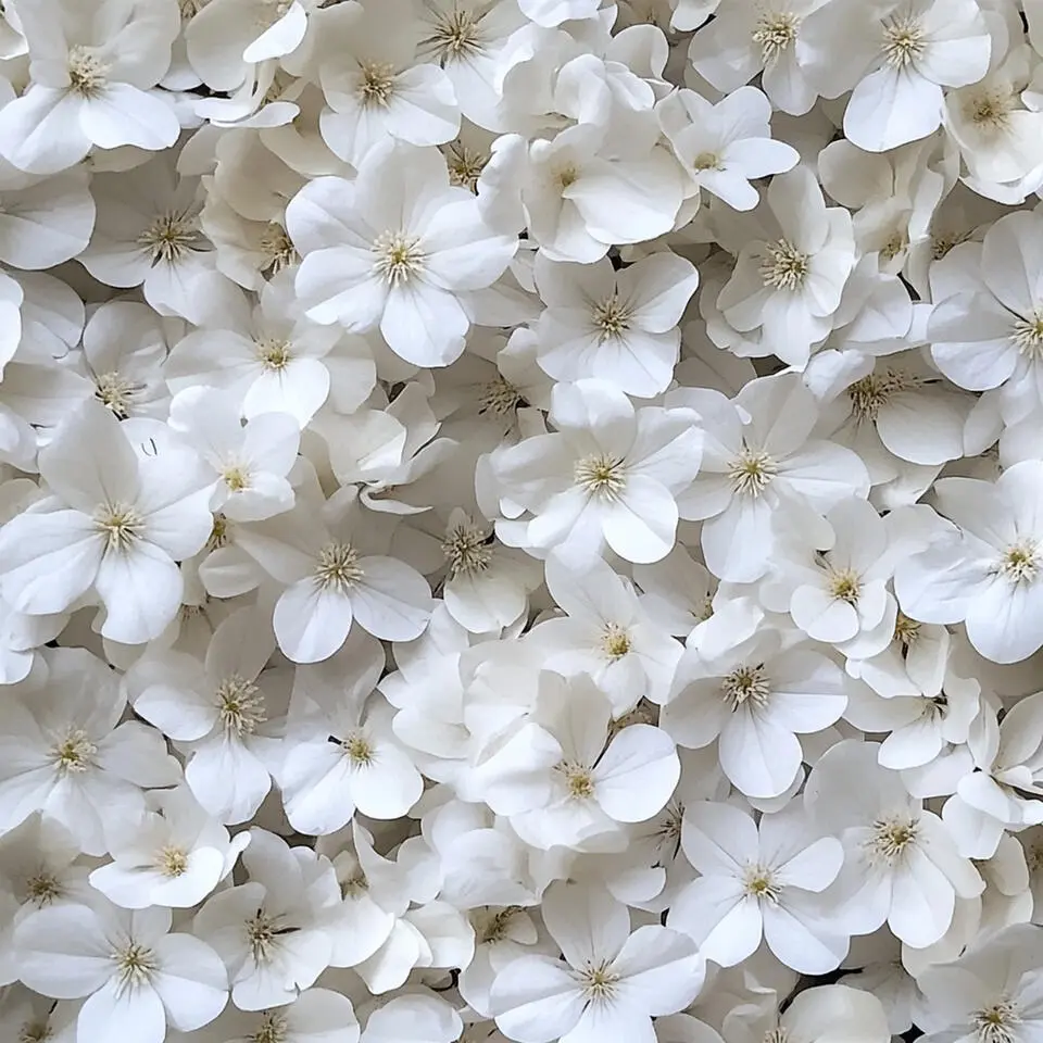 Hortensia - Set van 6 - Hydrangea 'Benxi' - Hoogte 25-40cm - ⌀9cm