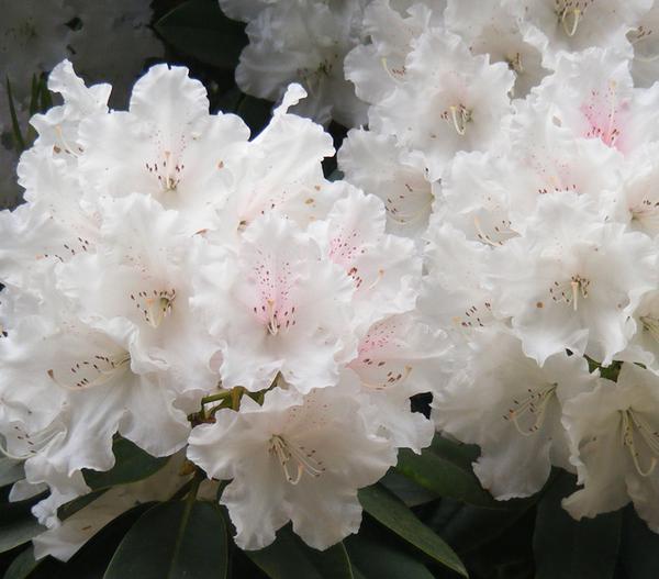 Rhododendron