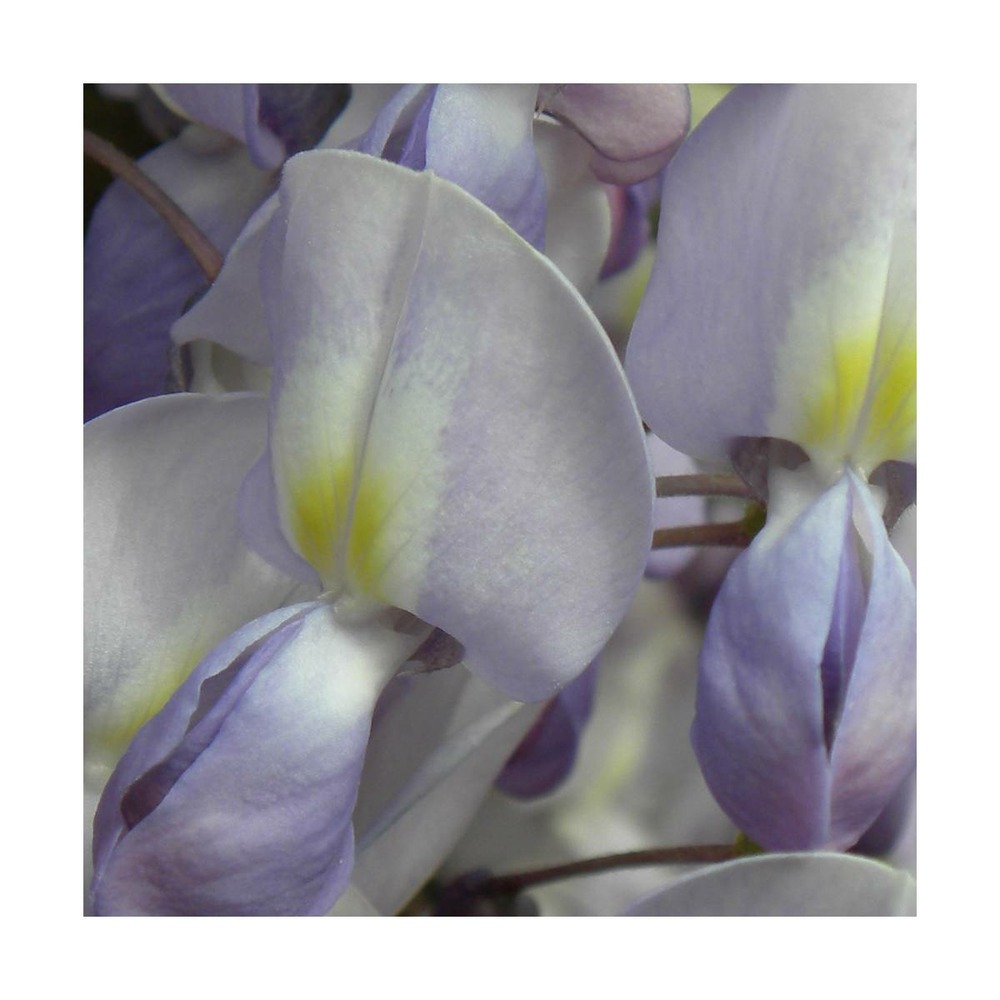 Glycine du japon lavender lace/wisteria floribunda lavender lace[-]pot de 3l - echelle bambou 60/120 cm