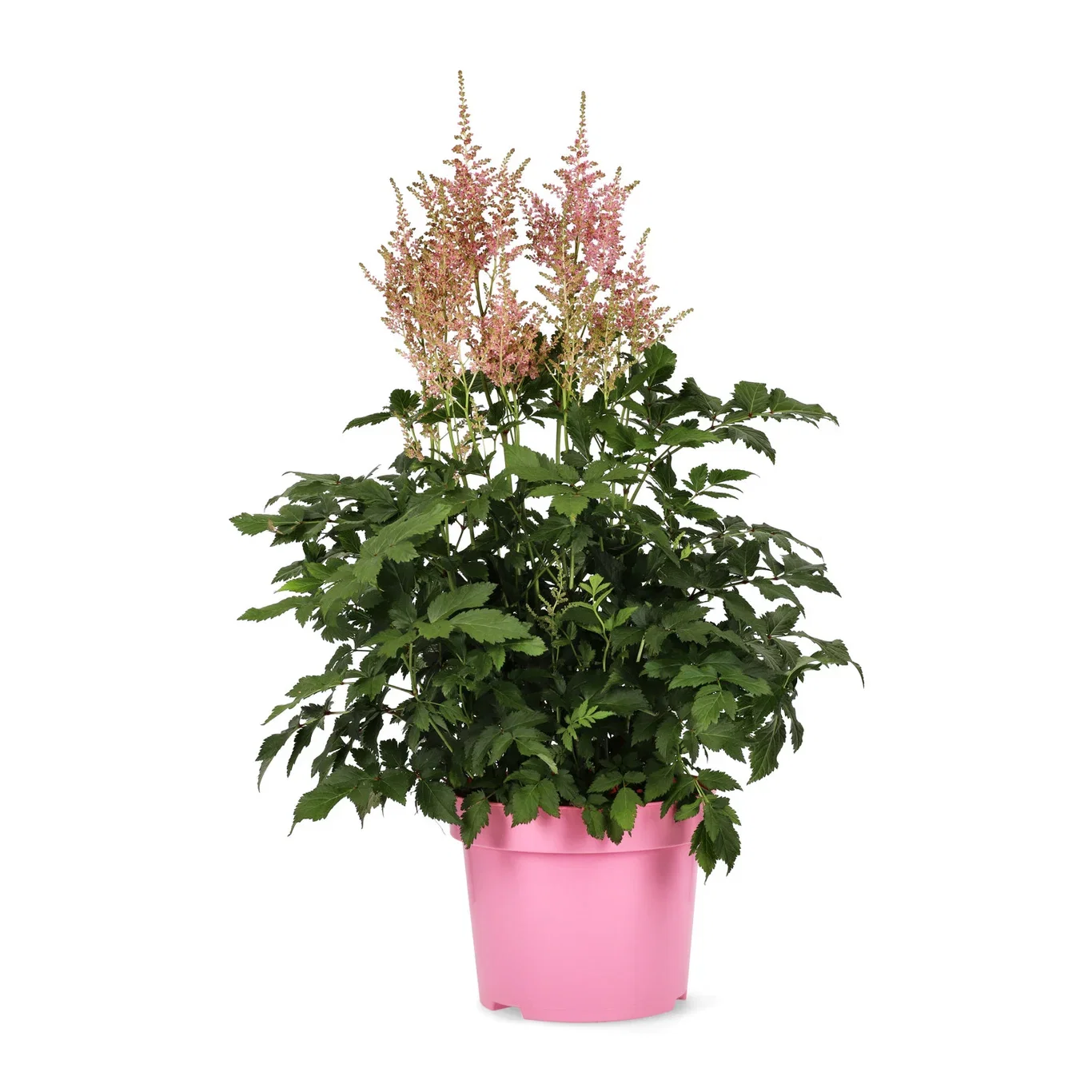 Astilbe japonica Japanspir Ø23 cm