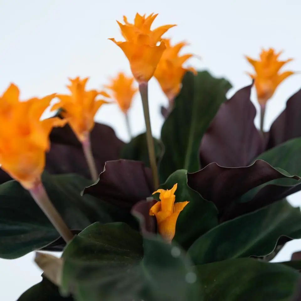 Eeuwige vlam - Calathea crocata 'Tassmania' - Hoogte 40-50cm - ⌀14cm