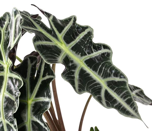 Pfeilblatt - Alocasia amazonica 'Polly'