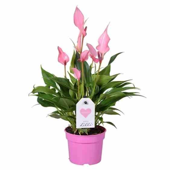 Anthurium andreanum 