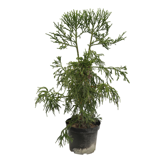 Cryptomeria japonica 'Rasen-sugi' Pot 7,50 L